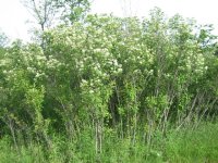 IMG_1931 (Small).JPG