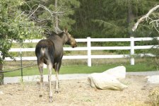 moose 2.jpg