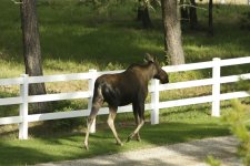 moose 3.jpg