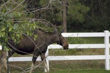 moose 4.jpg