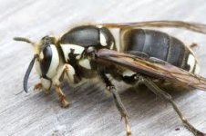 hornet.jpg