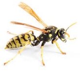 wasp.jpg