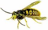 yellowjacket.jpg