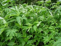 giant%20ragweed[1].jpg