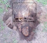 Blackjack stump 5-29-08.jpg