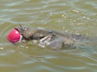 449194-fish story 002.jpg