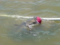 449196-fish story 003.jpg