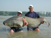 449208-big cat fish.jpg