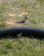 406398-BIRDS ZOOMED.JPG
