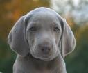 578828-puppy.jpg