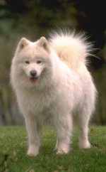 497252-samoyed2.jpg