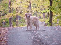 579027-Fiddy in upper road.jpg