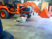 579510-BX23 & turkeys in the shop 007.jpg