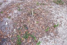 579522-twigsandleaves.jpg