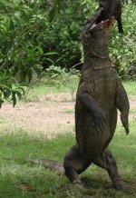 komodo-dragon-731086.jpg