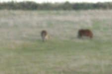218715.jpg