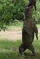 komodo-dragon-731086.jpg