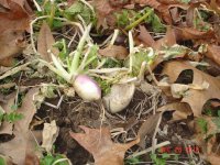 PlotPics005.jpg