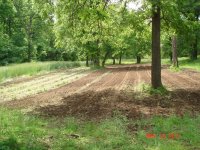 PlantingSunflowers009.jpg