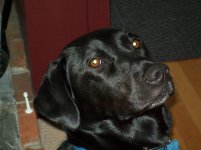 Blue Job pics, Tessa in pasture 011.jpg