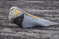 whale bone.jpg