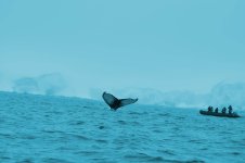 Humpback Whale Diving2.jpg