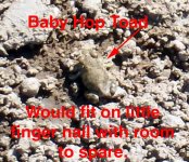 baby hop toad.jpg
