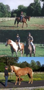 452823-The Herd.jpg