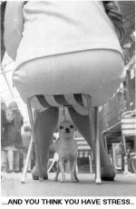 501667-poor_dog.jpg