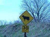 410681-high speed cows.jpg