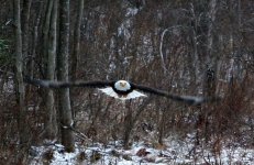 Copy of eagle 002b.jpg