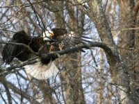 Copy of eagle 019b.jpg