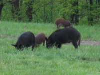 IMG_0343.JPG