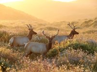 Tule elk.jpg