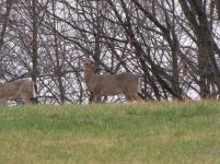 deer1.jpg