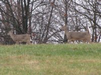deer3.jpg