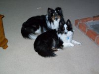 Dogs 002.jpg