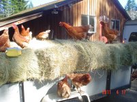 ChicksonHay 004.jpg