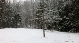 snowing.jpg