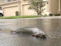 walkingcatfishhouse.jpg