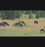 544792-Elk.jpg