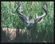 544903-Buck2.jpg