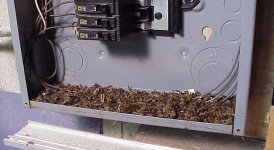 584921-wasps_small.jpg