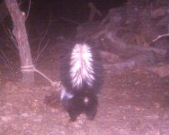 Game cam  - skunk 11-29-30-10 .JPG