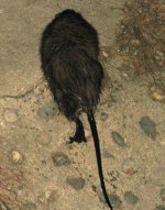 words4it_muskrat_1341_600.jpg
