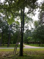 treedrop2.JPG