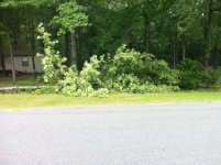 treedrop5.jpg