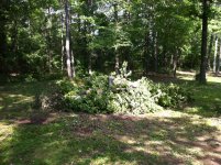 treedrop7.JPG