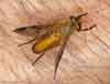 yellow_fly01_thumb.jpg