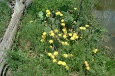 PricklyPear_resize.JPG